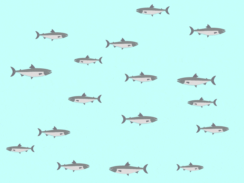 Modul 1 - Innføring i laksens biologi og produksjon av laks