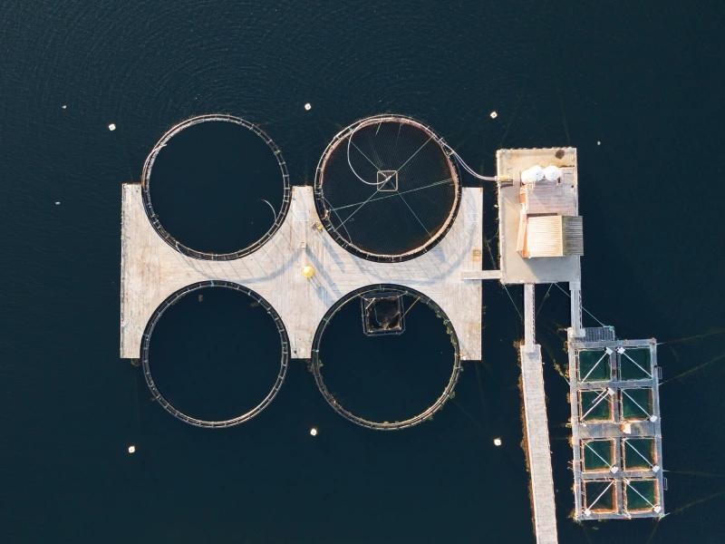 Fiskevelferd sjø – oppdateringskurs